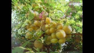 Arboles Frutales De Clima Frio