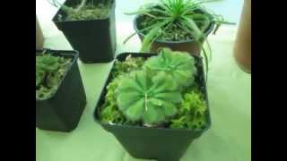 Plantas Carnivoras Peru Facebook