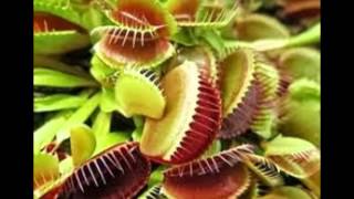 Dibujos De Plantas Carnivoras