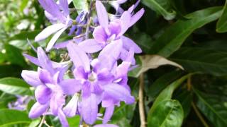 Arbustos Ornamentales Con Flores Rojas