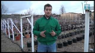 Jardines Con Arboles Frutales