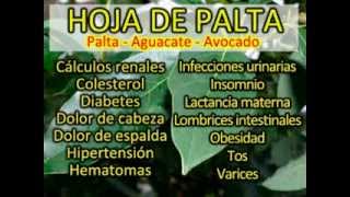 Arboles Frutales Originarios De America