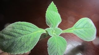 Plantas Curativas Para La Vesicula Biliar