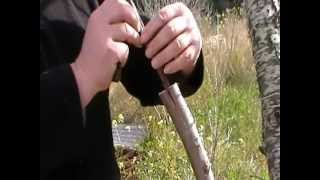 Arboles Frutales En Ingles