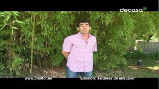 Plantas Ornamentales Bambues
