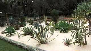 Diseño De Jardines Con Cactus