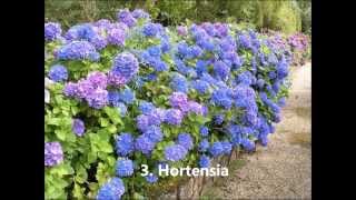 Plantas Ornamentales Comunes En Venezuela