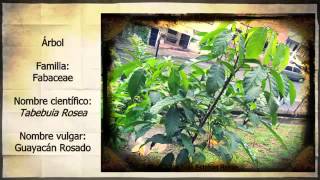 Arbustos Ornamentales En Costa Rica