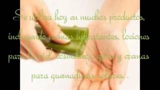 Plantas Curativas Aloe Vera