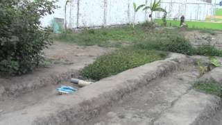 Plantas Ornamentales Verdes