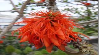 Ejemplos De Plantas Ornamentales En Costa Rica