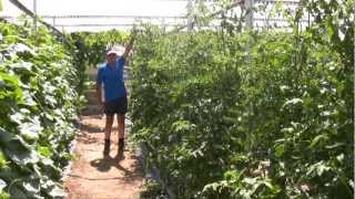Manual De Huertos Familiares En Guatemala