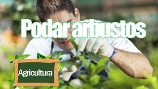 Cuales Son Los Arbustos Ornamentales