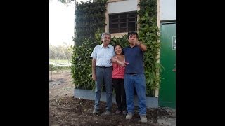 Plantas Ornamentales Sinteticas