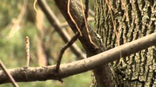 Valoracion De Arboles Y Arbustos Ornamentales