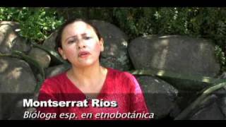 Plantas Curativas Comunes
