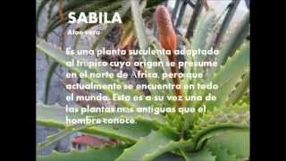 Plantas Ornamentales Comunes En Venezuela