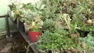 Como Hacer Un Vivero De Plantas Ornamentales