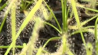 Plantas Carnivoras Venta Chile