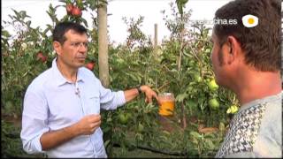 Arboles Frutales Hidroponicos