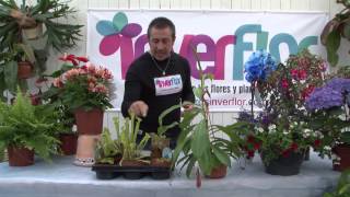 Plantas Carnivoras Nativas De Chile