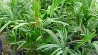 Viveros De Plantas Ornamentales En Puerto Rico