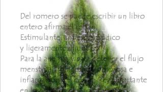 Plantas Curativas Caseras