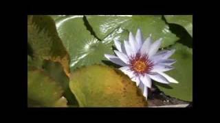 Plantas Ornamentales Acuaticas
