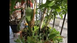 Plantas Carnivoras Cual Es Su Tamaño