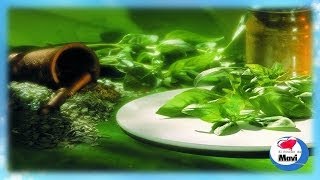 Plantas Curativas Albahaca