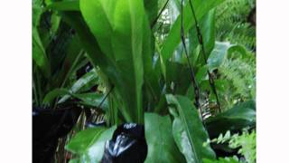 Plantas Ornamentales Mas Comunes En Panama