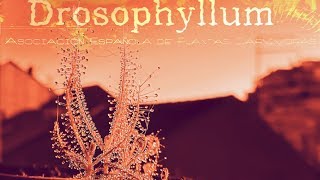 Asociacion Plantas Carnivoras España