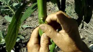 Como Injertar Arboles Frutales Aguacate