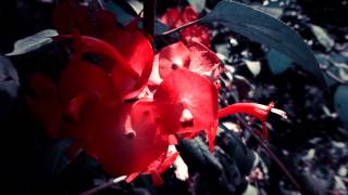 Arbustos Ornamentales De Flor Blanca