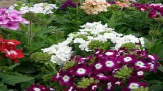 Venta Plantas Ornamentales Xochimilco