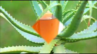Plantas Curativas Comunes
