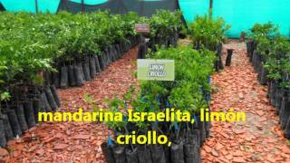 Fertilizacion De Arboles Frutales De Clima Frio