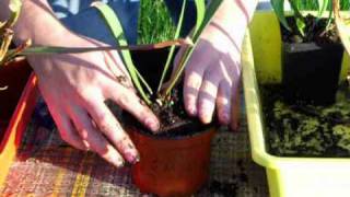 Plantas Carnivoras Cuidados Sarracenia