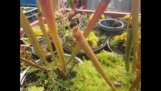 Venta De Plantas Carnivoras En Quito