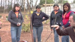 Arboles Frutales Zona Central Chile