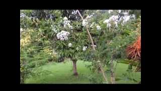 Venta Arboles Frutales Costa Rica