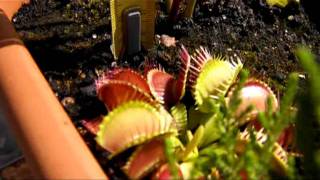 Plantas Carnivoras Tamaño