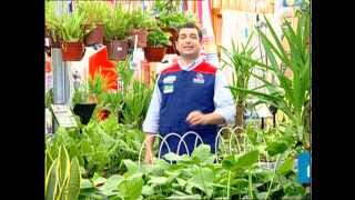 Arbustos Ornamentales Infojardin