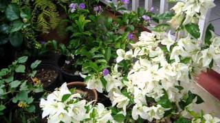 Nombres De Plantas Ornamentales De Panama
