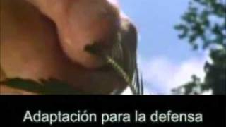 Adaptaciones Fisiologicas De Las Plantas Carnivoras
