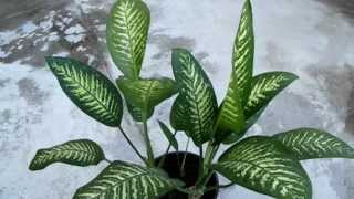 Plantas Ornamentales Venenosas Dieffenbachia
