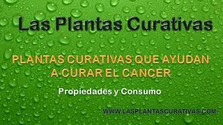 Plantas Curativas Cancer