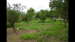Arboles Frutales Valencia