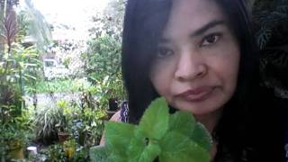 Plantas Curativas Comunes