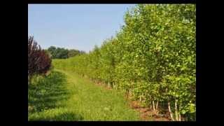 Arboles Frutales Resistentes Al Frio